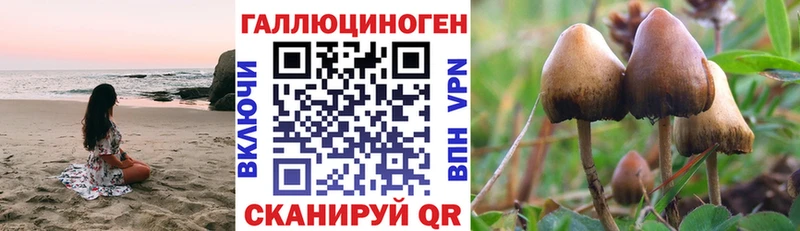 kraken вход  где продают   Урень  Псилоцибиновые грибы Psilocybine cubensis 